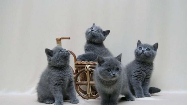 Британские котята
