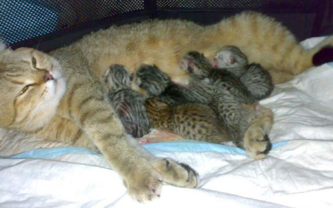 Кошка с котятами