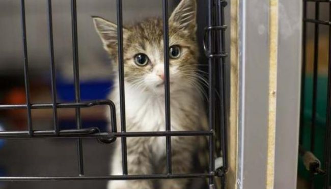 Котенок на карантине