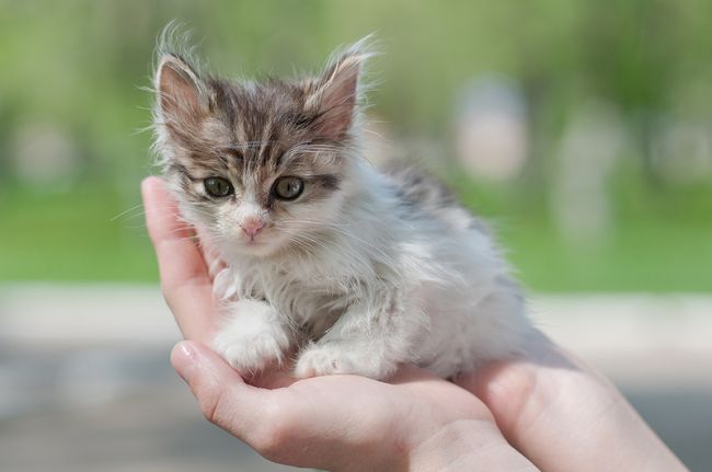Котенок с улицы