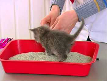Котенок в лотке