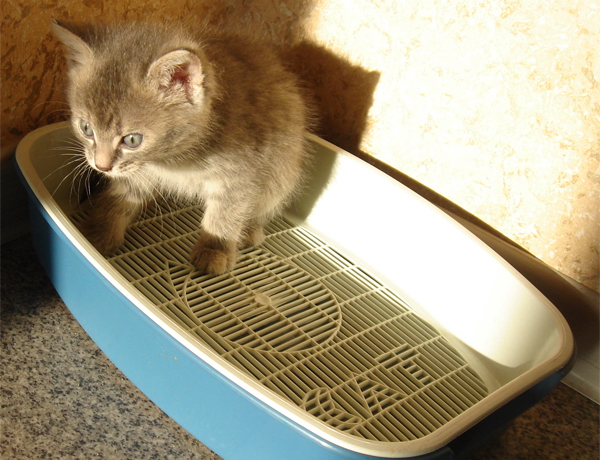 Котенок в лотке