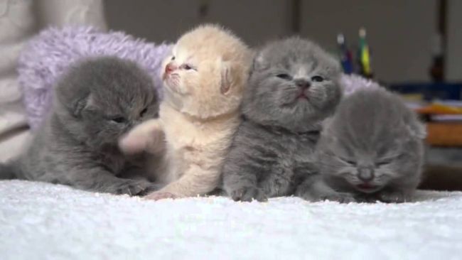 Вислоухие котята